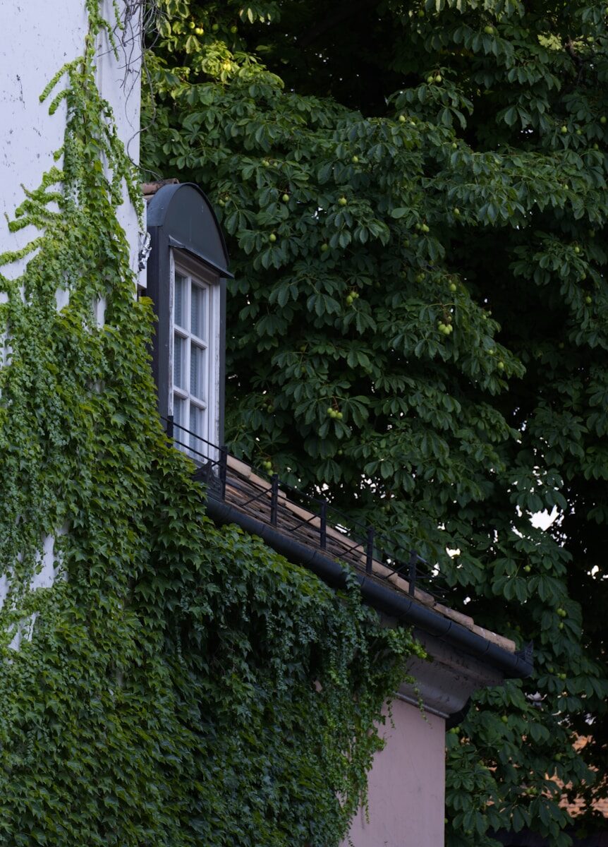 green tree beside white concrete house
